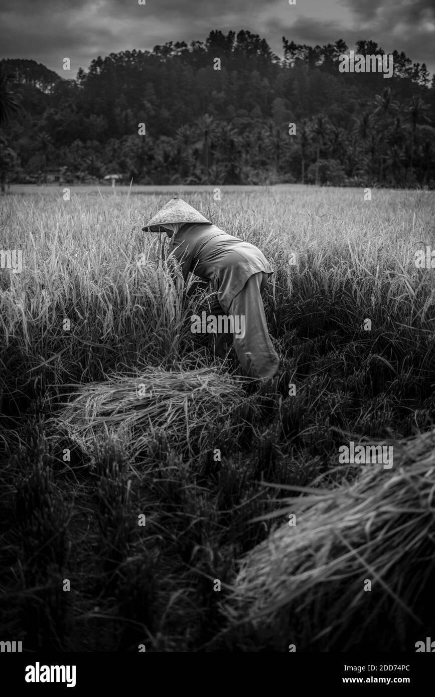 Bauern, die in einem Reisfeld arbeiten, Bukittinggi, West Sumatra, Indonesien, Asien Stockfoto