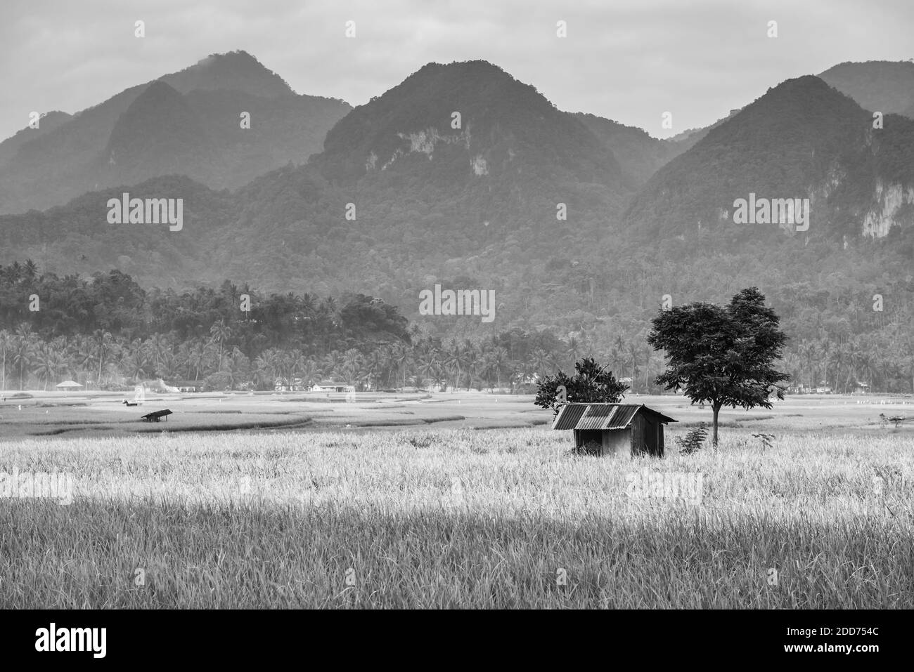 Reisfelder, Bukittinggi, West Sumatra, Indonesien, Asien Stockfoto