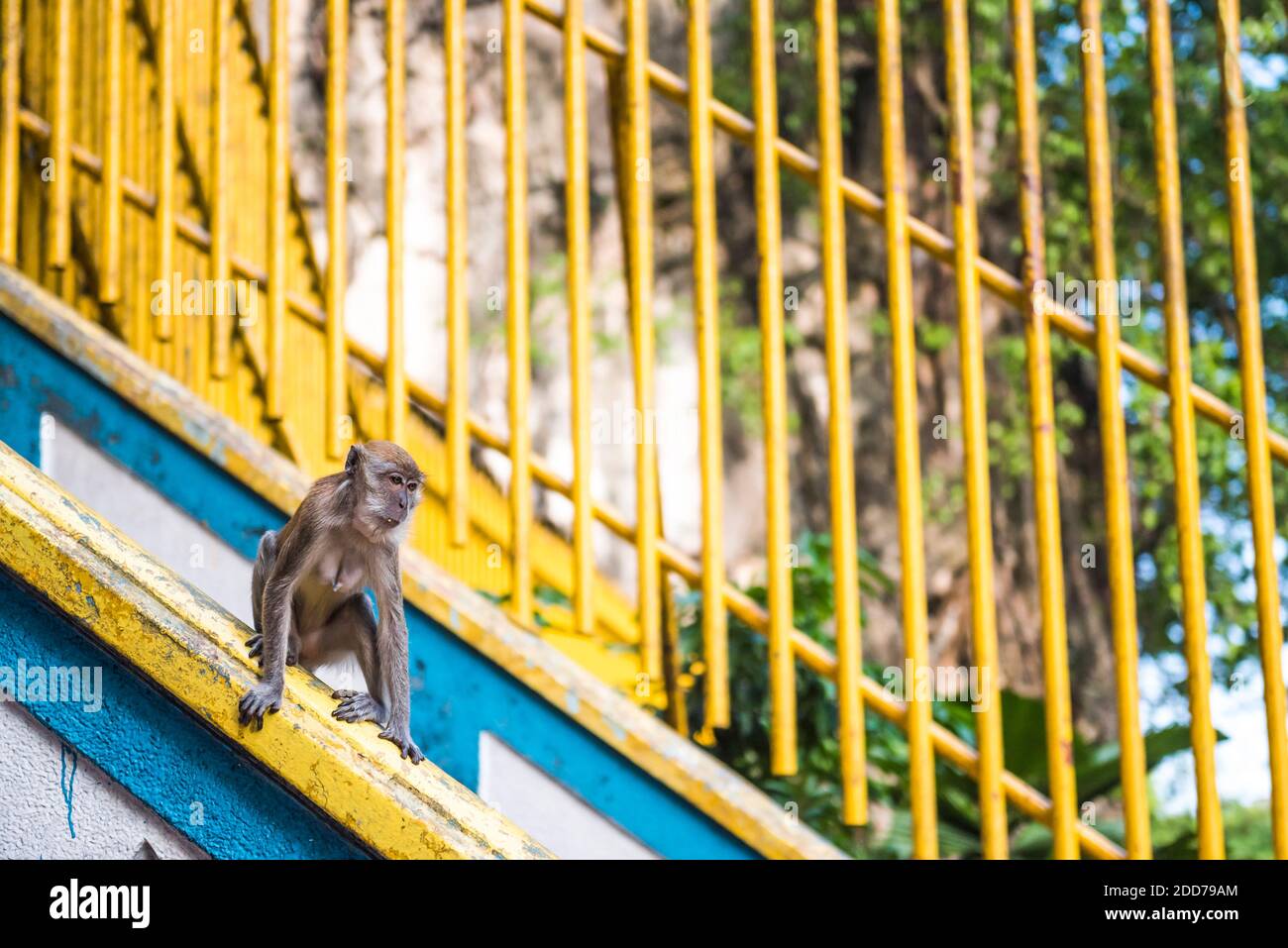 Monkey, Batu Caves, Kuala Lumpur, Malaysia, Südostasien Stockfoto