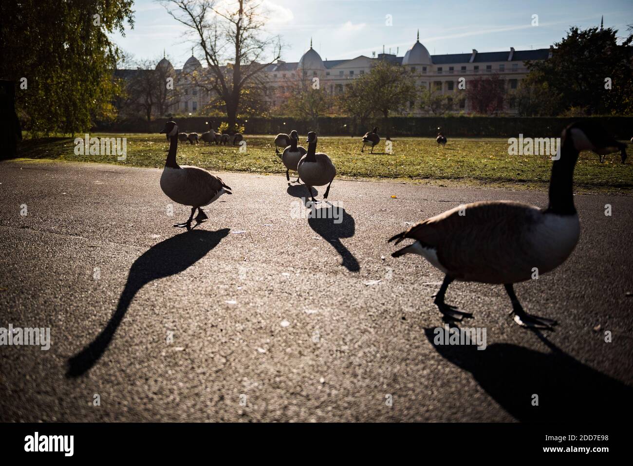 Kanada Gänse im Herbst im Regents Park, einem der Royal Parks von London, England Stockfoto