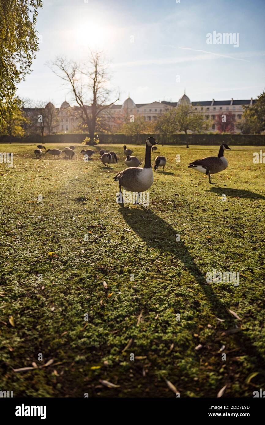 Kanada Gänse im Herbst im Regents Park, einem der Royal Parks von London, England Stockfoto