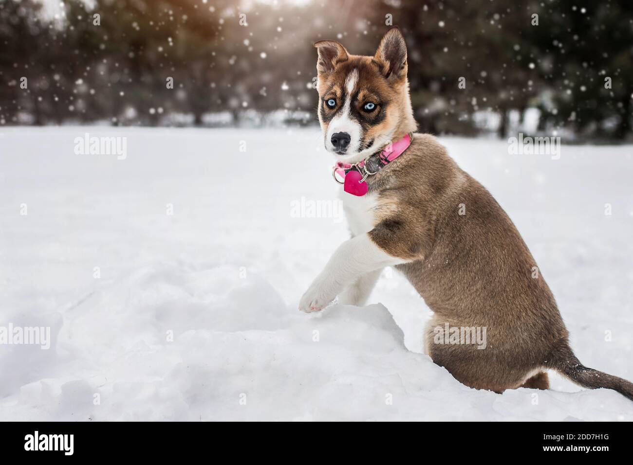 Alaskan Husky Welpen Hund glücklich und spielt in der Kälte Winterschnee Stockfoto