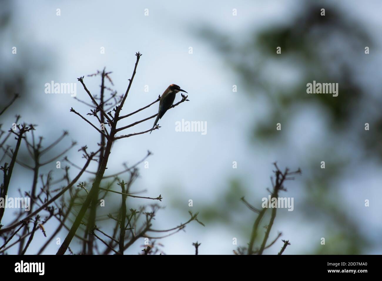 Madagaskar Bienenfresser (auch bekannt als Olive Bee-eater, Merops superciliosus), Anja Community Reserve, Haute Matsiatra Region, Madagaskar Stockfoto