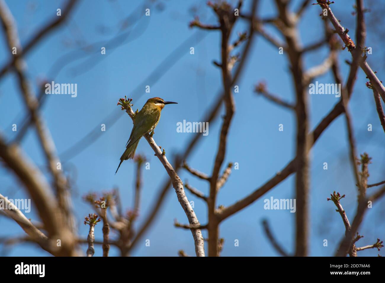 Madagaskar Bienenfresser (auch bekannt als Olive Bee-eater, Merops superciliosus), Anja Community Reserve, Haute Matsiatra Region, Madagaskar Stockfoto