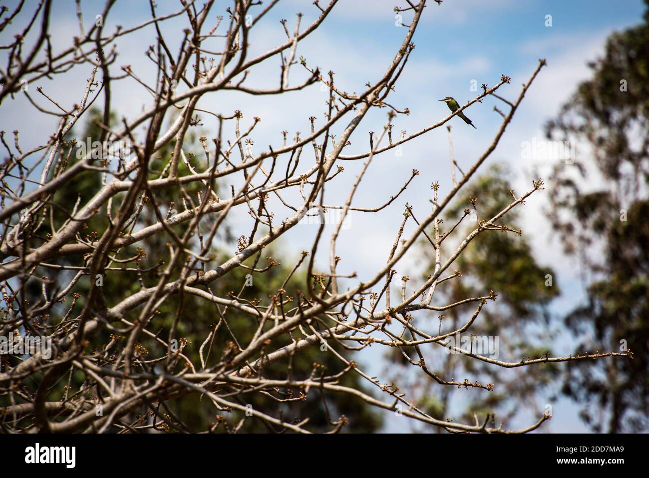 Madagaskar Bienenfresser (auch bekannt als Olive Bee-eater, Merops superciliosus), Anja Community Reserve, Haute Matsiatra Region, Madagaskar Stockfoto