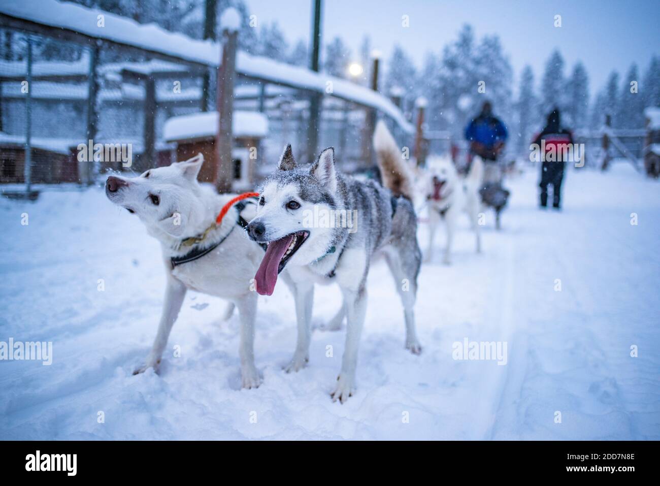 Husky Rodeln, Torassieppi, Lappland, Finnland Stockfoto