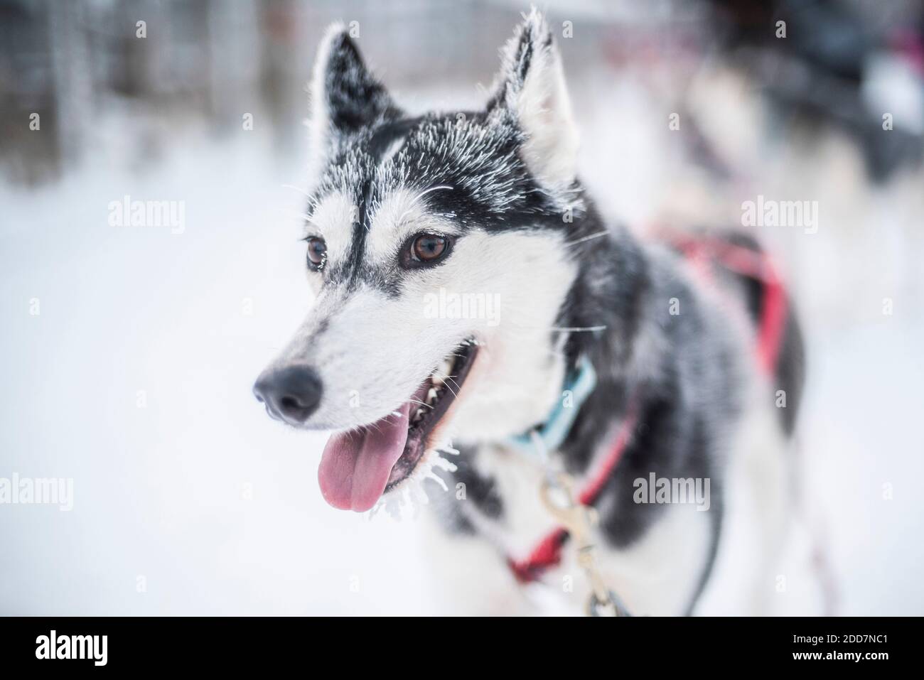 Husky Rodeln, Torassieppi, Lappland, Finnland Stockfoto