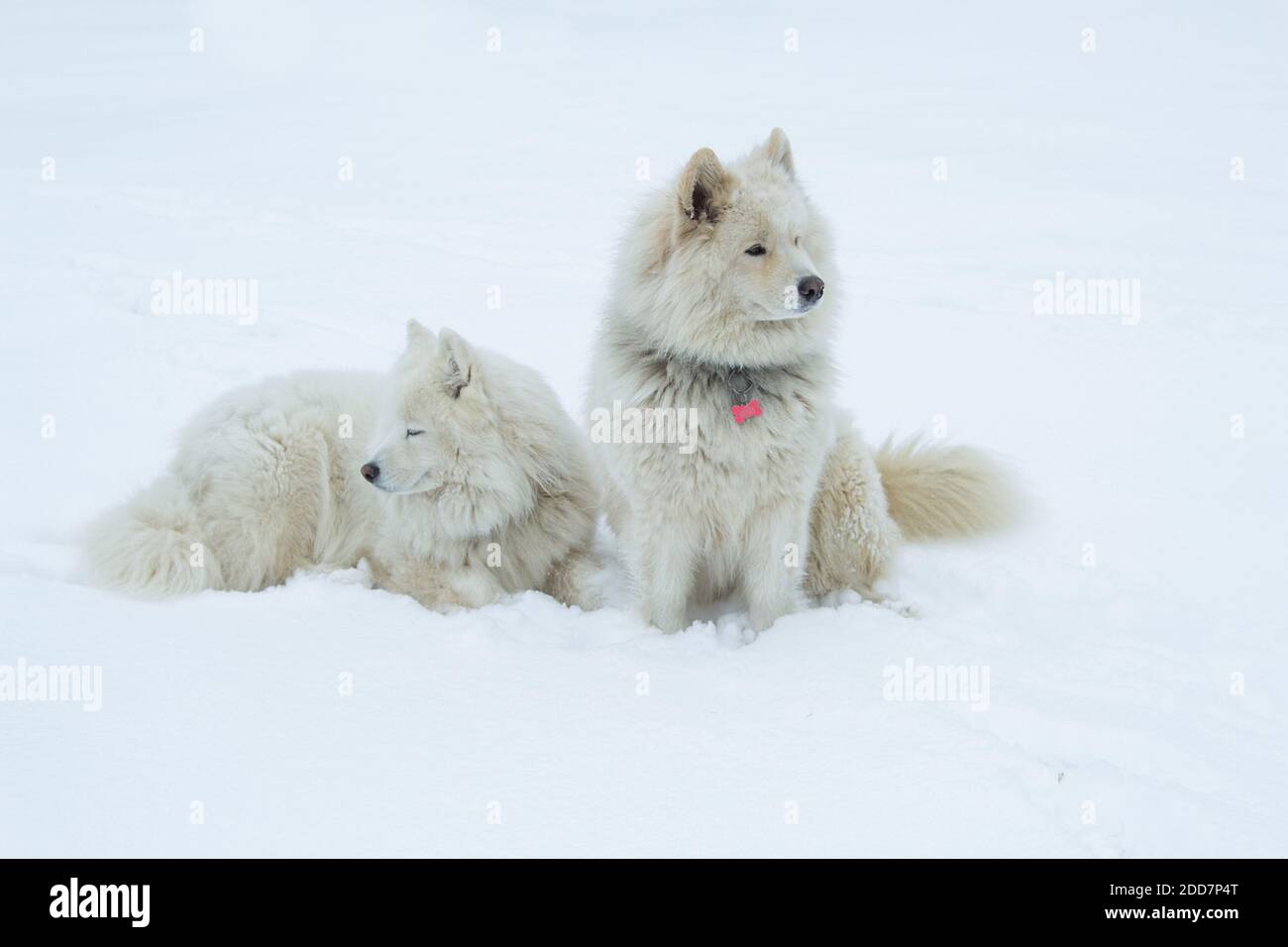 Zwei weiße Samoyed Hunde sitzen auf dem weißen Schnee und schauen in verschiedene Richtungen. Stockfoto