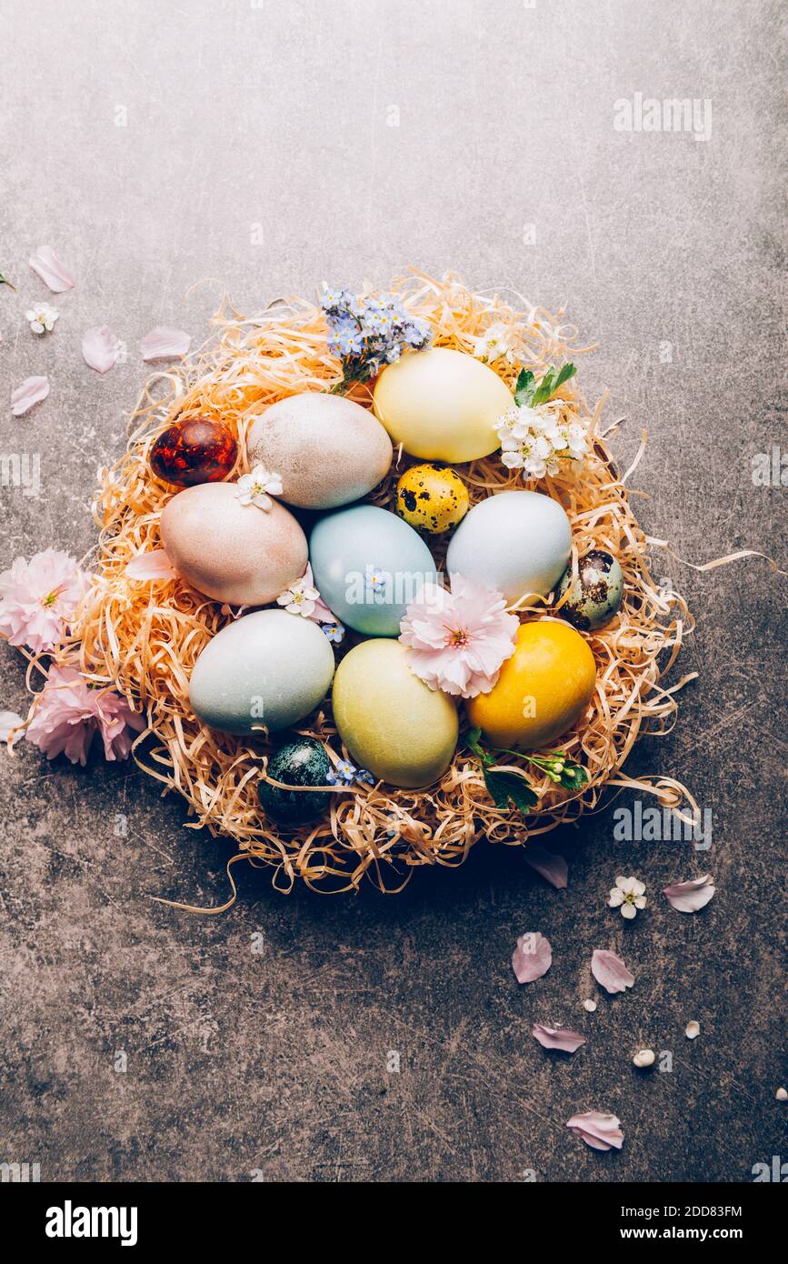 Hausgemachte natürlich gefärbte Eier. Stockfoto