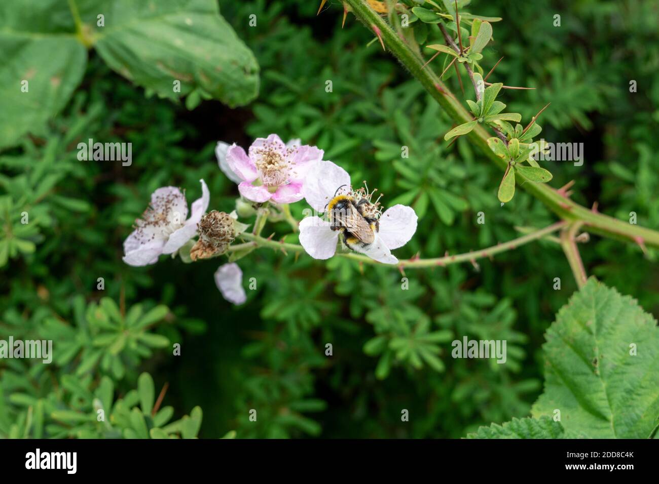 Eine südliche Kuckuckhummel, Bombus vestalis, füttert von einer Brombeerblüte, Rubus sp. Stockfoto
