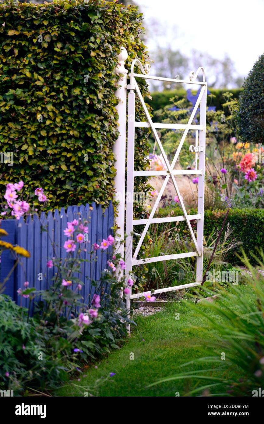 Weißes Metalltor, schmiedeeisernes Tor, Hüttengarten, krautige Grenzen, Pfad, Pfad, gemähter Pfad, Anemone japonica, Dahlias, Dahlia, gelb, rosa, Blumen, gemischt Stockfoto