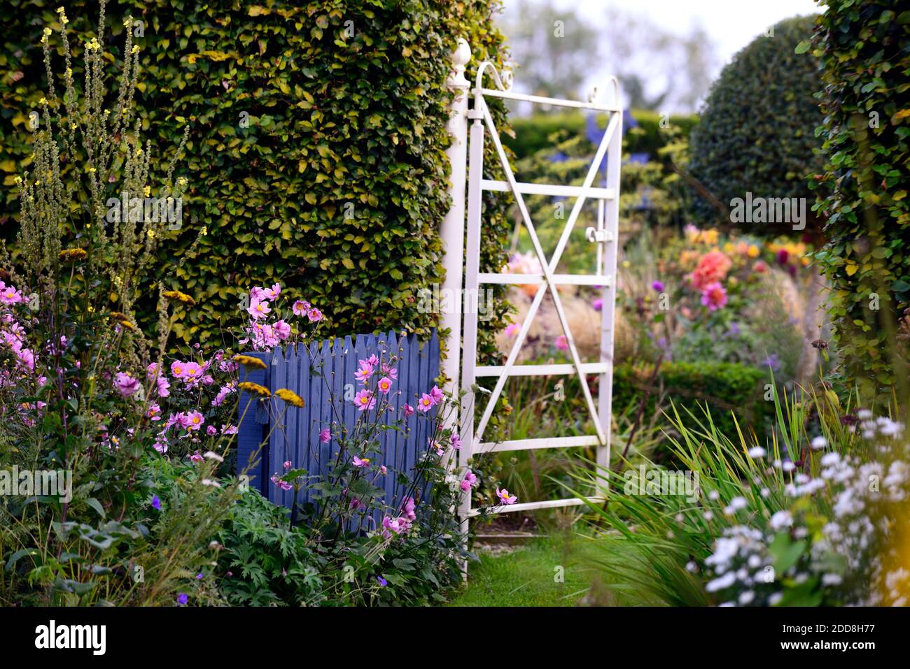 Weißes Metalltor, schmiedeeisernes Tor, Hüttengarten, krautige Grenzen, Pfad, Pfad, gemähter Pfad, Anemone japonica, Dahlias, Dahlia, gelb, rosa, Blumen, gemischt Stockfoto