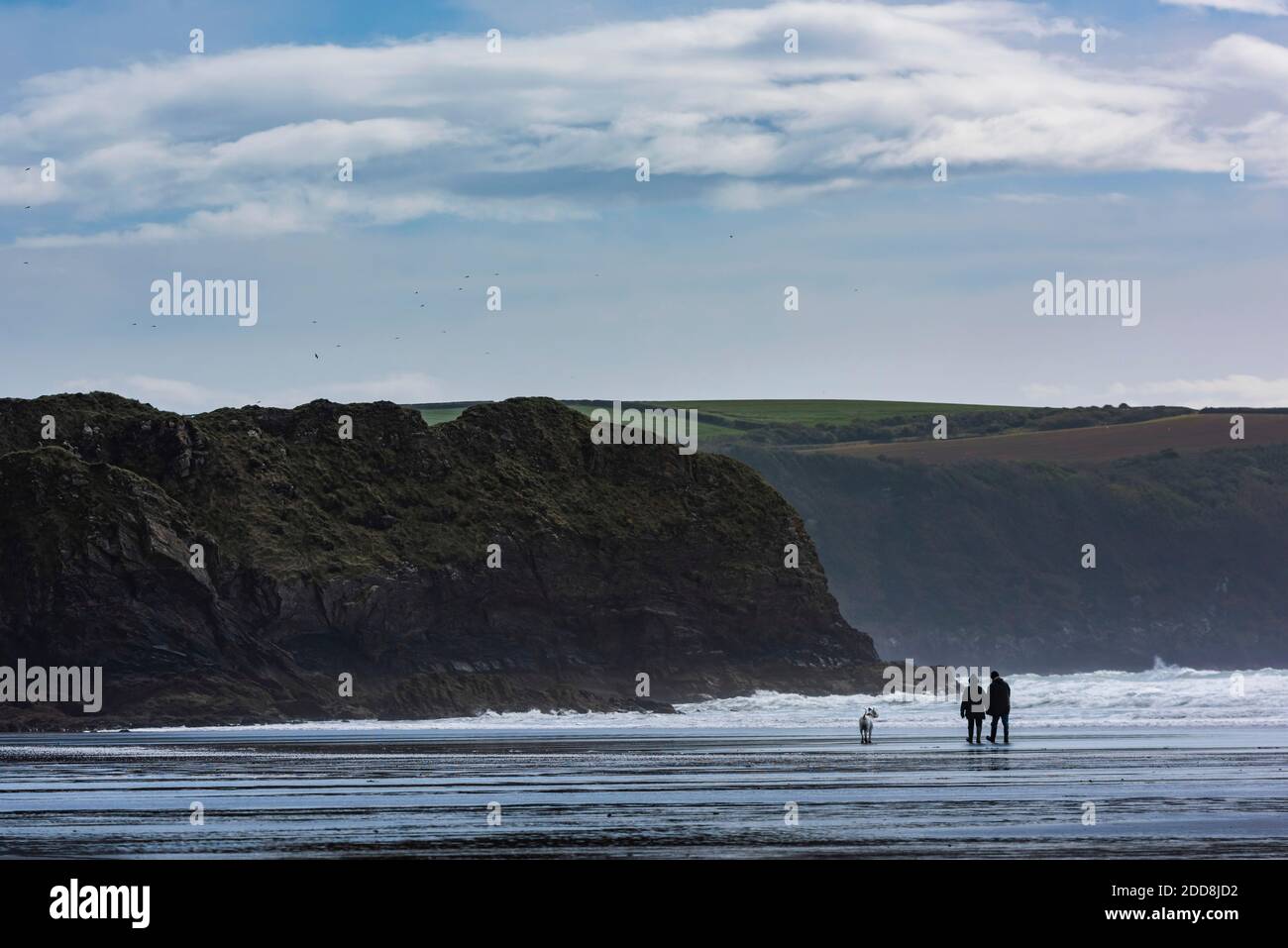 Hundespaziergängen am Broadhaven Beach, Pembrokeshire Coast National Park, Wales, Vereinigtes Königreich Stockfoto