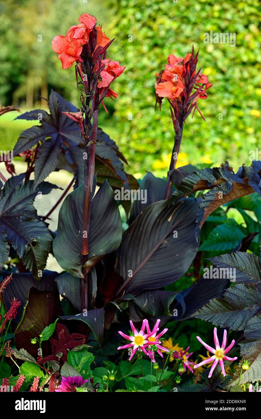 Canna australien, Dahlia honka rosa, gelb rosa rot vermillion Blumen, sternförmige Blume, Blumen, Blüte, Dahlien, zarte mehrjährige, gemischte Pflanzung Stockfoto