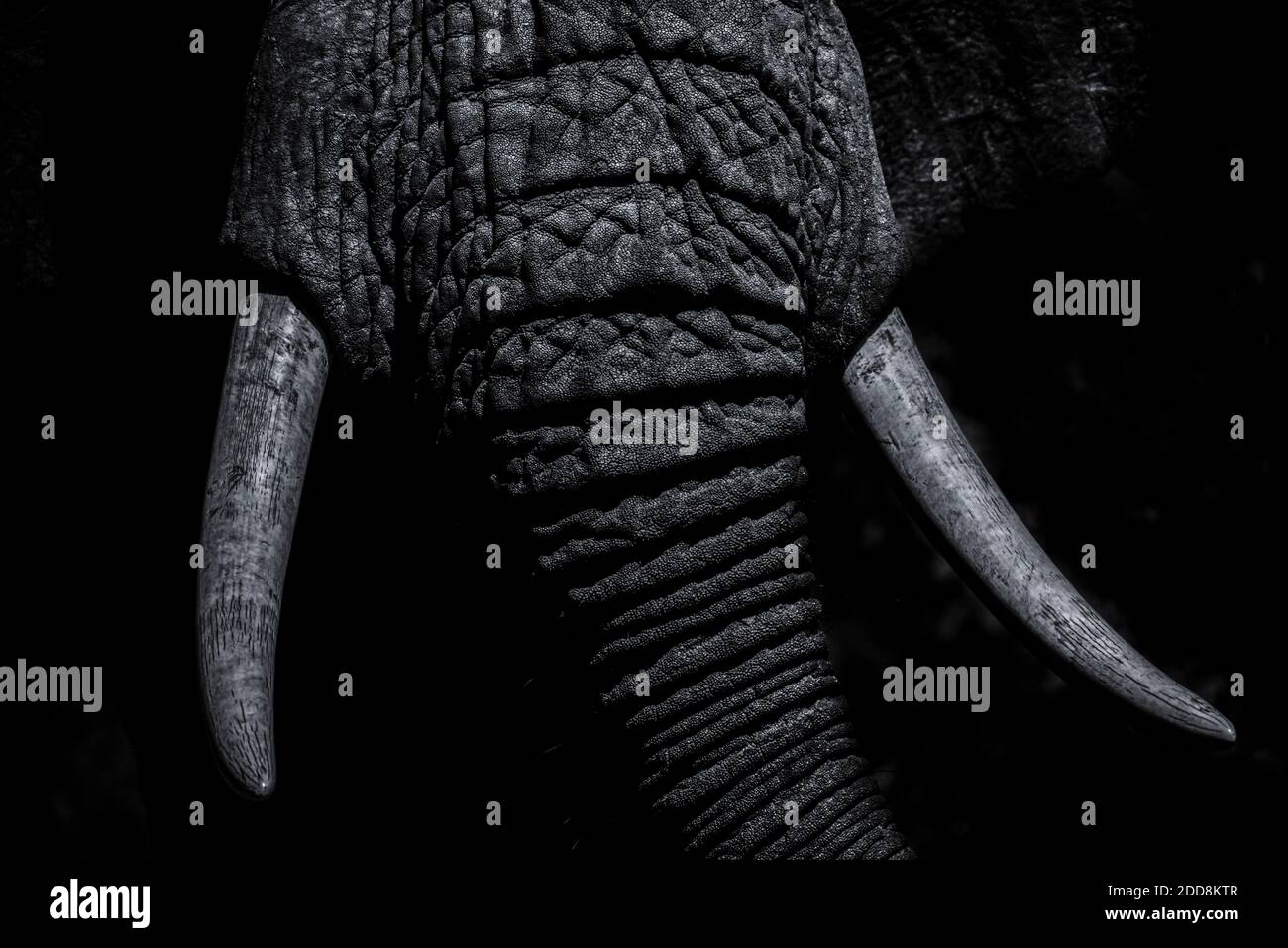 African Elephant (Loxodonta africana) im Aberdare National Park, Kenia Stockfoto