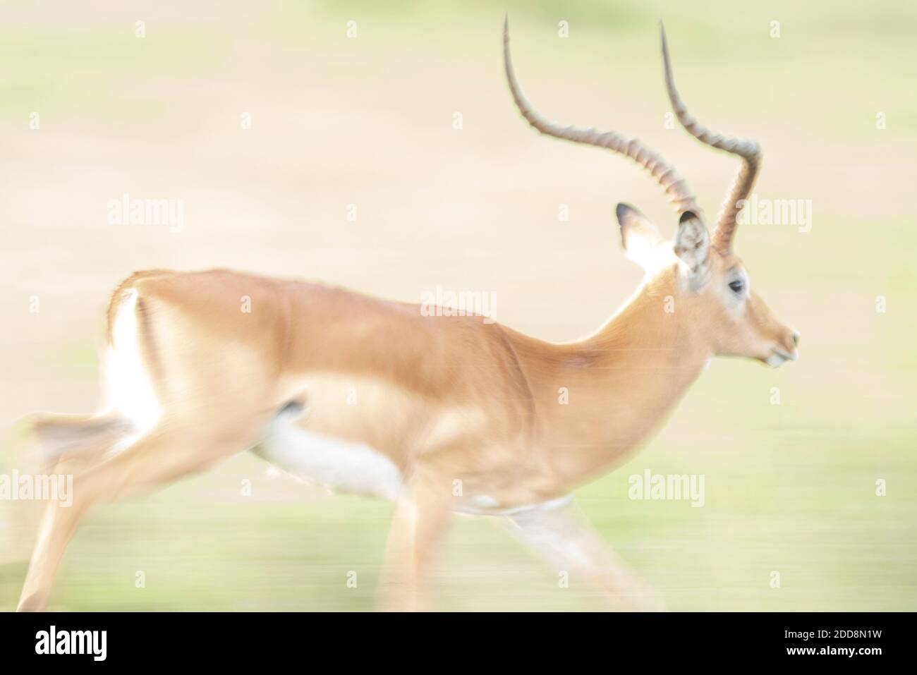 Impala (Aepyceros melampus) auf der El Karama Ranch, Laikipia County, Kenia Stockfoto