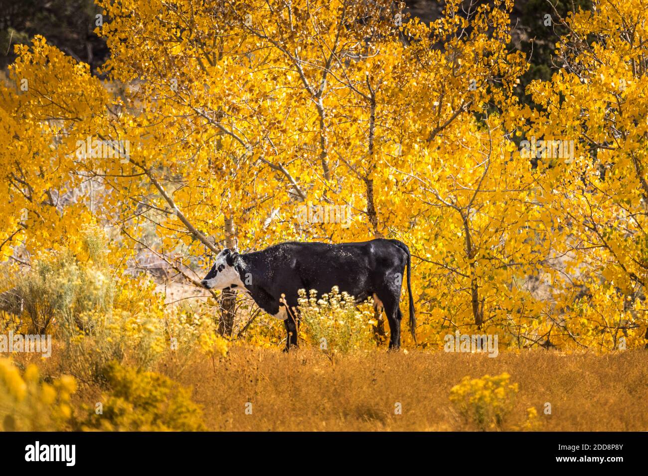 Schwarze Kuh auf der Weide vor gelben Espenbäumen, schöner Herbst für eine glückliche Kuh Stockfoto