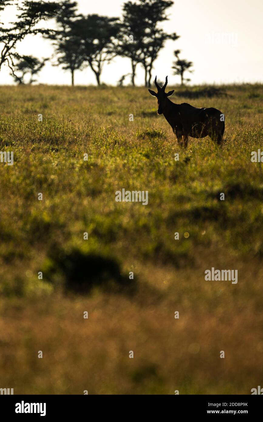 Hartebeest (Alcelaphus buselaphus aka Kongoni) auf der El Karama Ranch, Laikipia County, Kenia Stockfoto