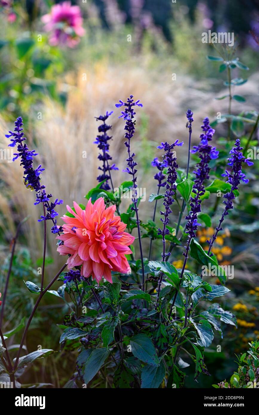 dahlia kilburn Rose, Seerose Dahlien, Magenta Rose rote Blume, Blumen