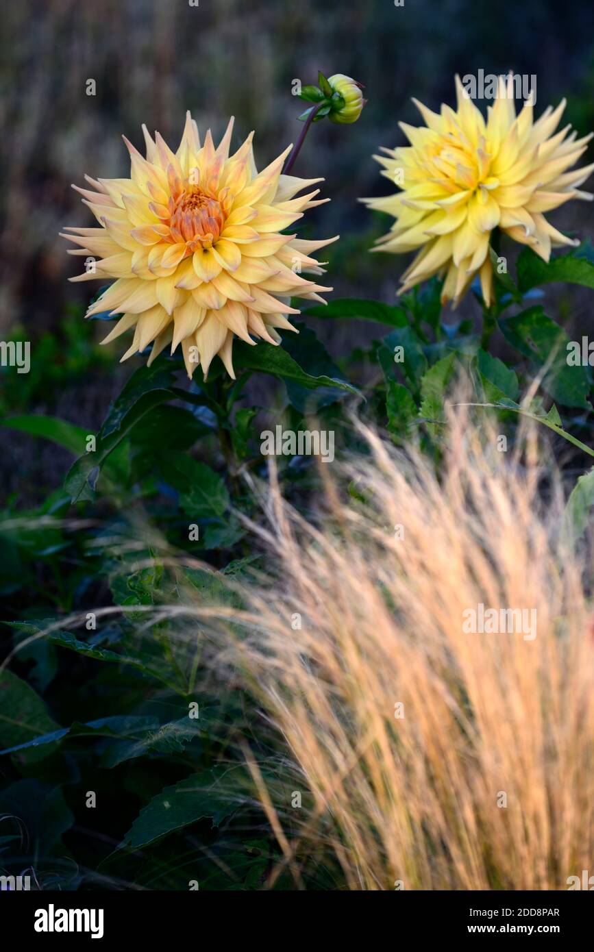 Dahlia Penhill Herbstfarben, semi-Kaktus Dahlia, Dahlien, gelb orange Blüten, mit rosa gefärbt, Fower, Blüte, gemischte Bepflanzung Kombination, Stipa tenuis Stockfoto