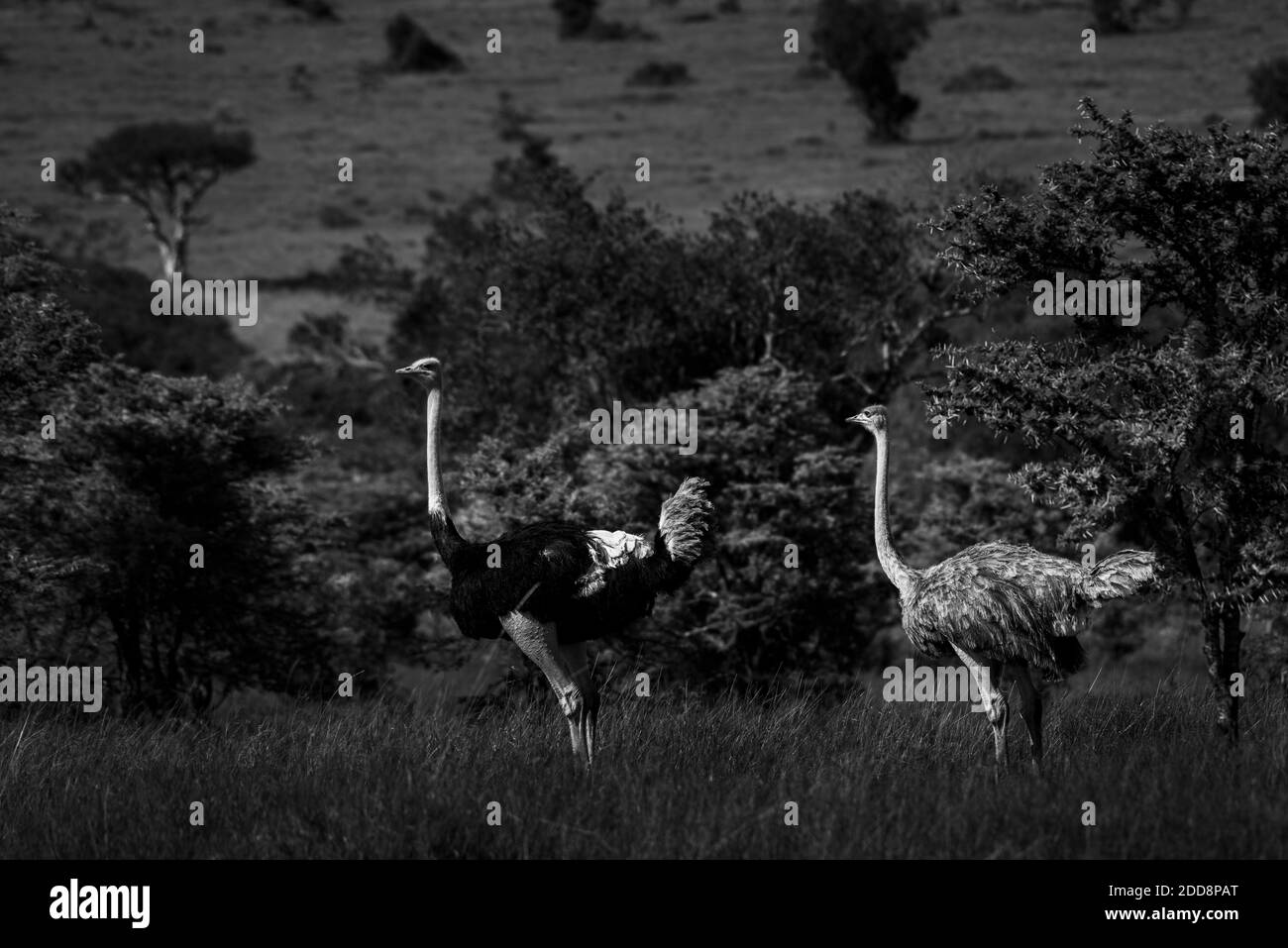 Strauß (Struthio camelus) auf der El Karama Ranch, Laikipia County, Kenia Stockfoto