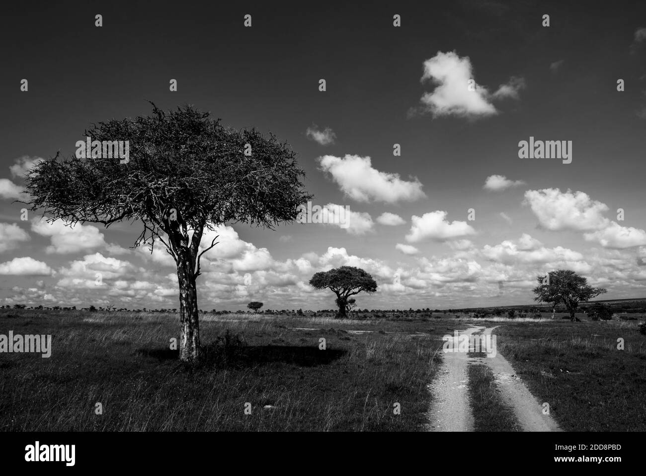 Akazien auf der El Karama Ranch, Laikipia County, Kenia Stockfoto