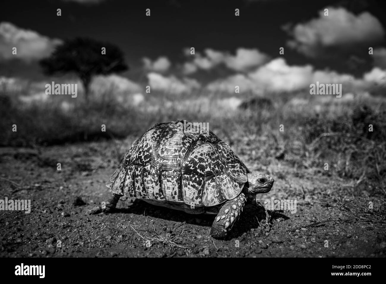 Schildkröte (Stigmochelys) auf der El Karama Ranch, Laikipia County, Kenia Stockfoto