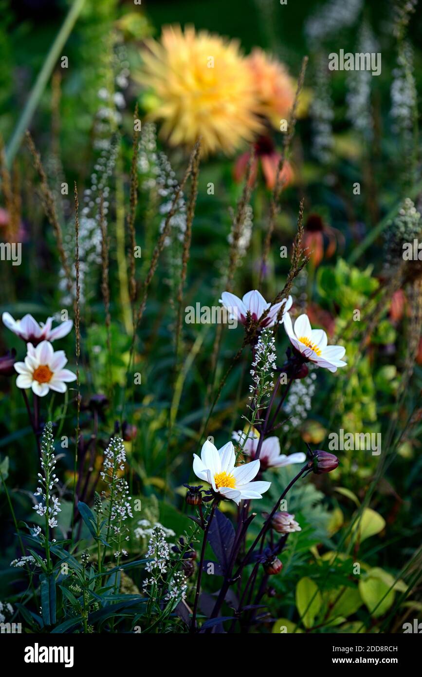 dahlia Bischof von dover, weiße Blumen, Dahlia Penhill Herbstfarben, semi-Kaktus Dahlia, Dahlien, gelb orange Blumen, mit rosa gefärbt, Fower, Blüte, EC Stockfoto