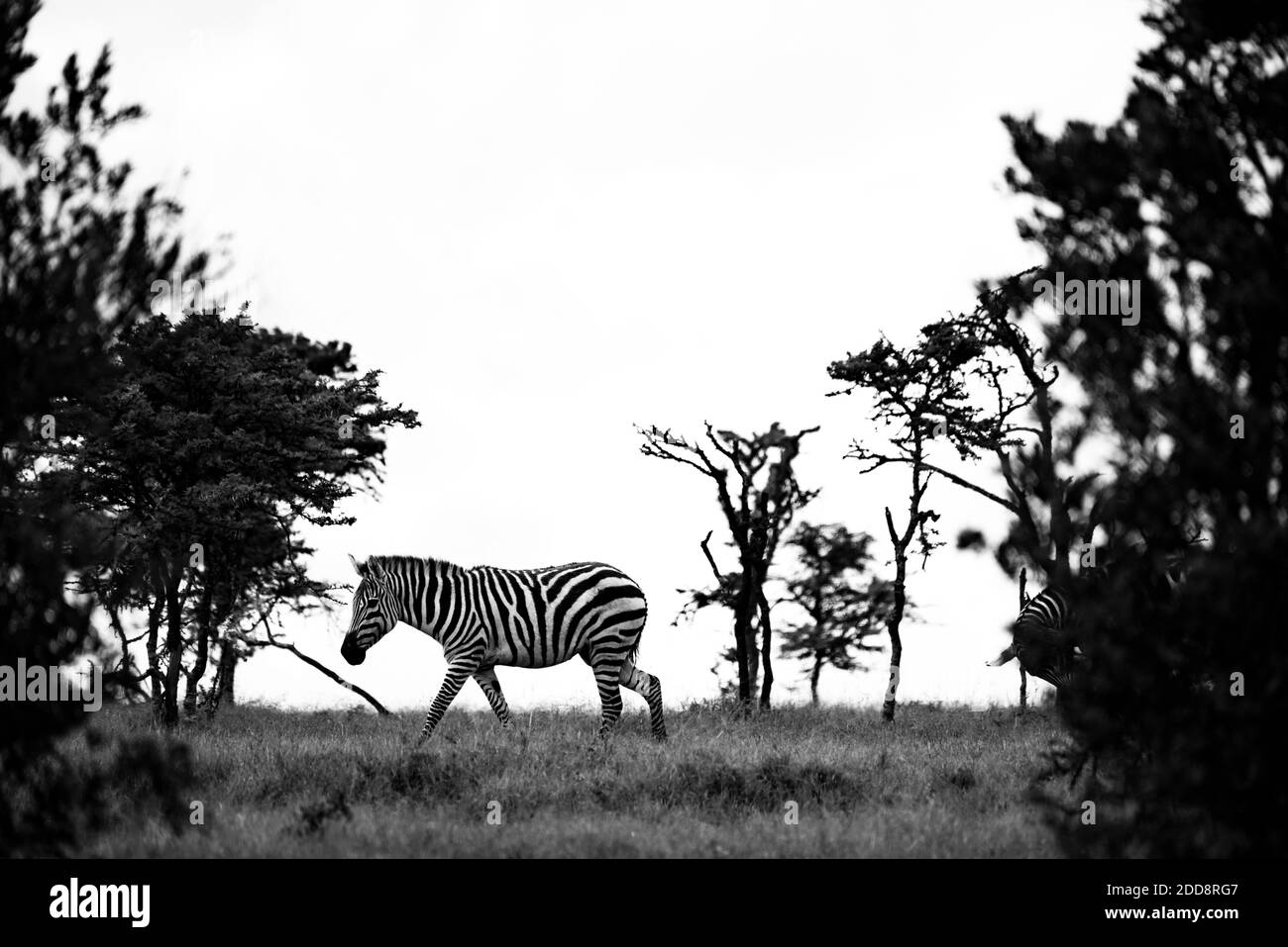 Zebra (Equus quagga) auf der El Karama Ranch, Laikipia County, Kenia Stockfoto