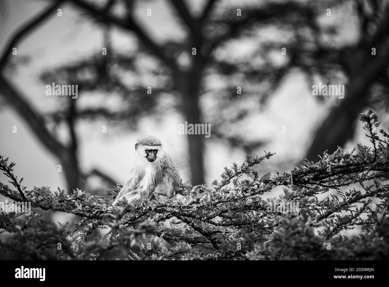 Vervet Monkey (Chlorocebus pygerythrus) auf der El Karama Ranch, Laikipia County, Kenia Stockfoto