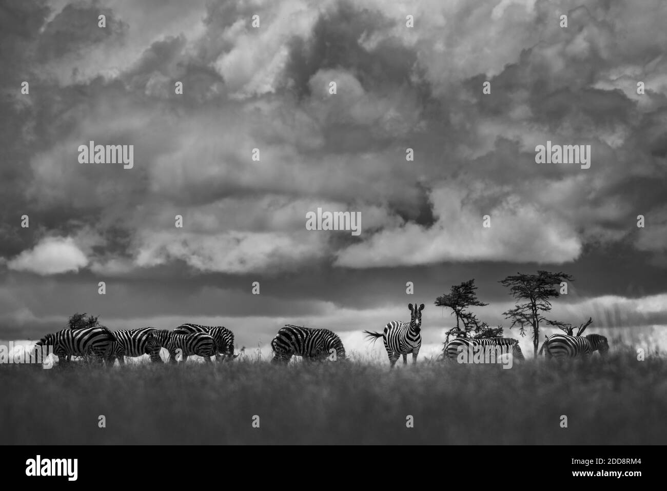 Zebra (Equus quagga) auf der El Karama Ranch, Laikipia County, Kenia Stockfoto