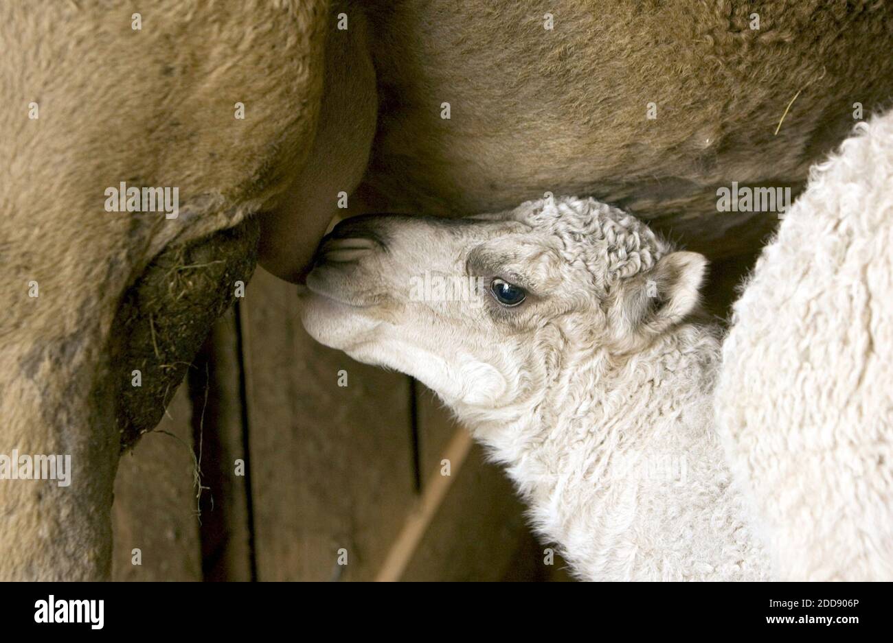 KEIN FILM, KEIN VIDEO, KEIN Fernsehen, KEINE DOKUMENTATION - Winter, ein 2 Wochen altes Dromedary-Kamel, Krankenschwestern von seiner Mutter Sage, in einer Scheune auf Ferncroft Farms in Franklin County, 17. März 2009, in Raleigh, North Carolina. Millie Hinkle aus Pittsboro, N.C., sagt, dass Kamelmilch ein Elixier sein könnte, das Krankheiten von Allergien über Autismus bis hin zu Diabetes heilt, obwohl die Wissenschaft hinter solchen Behauptungen dünn ist. Foto von Chris Seward/Raleigh News & Observer/MCT/ABACAPRESS.COM Stockfoto