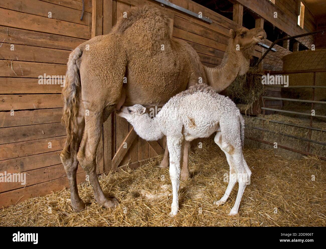 KEIN FILM, KEIN VIDEO, KEIN Fernsehen, KEINE DOKUMENTATION - Winter, ein 2 Wochen altes Dromedary-Kamel, Krankenschwestern von seiner Mutter Sage, in einer Scheune auf Ferncroft Farms in Franklin County, 17. März 2009, in Raleigh, North Carolina. Millie Hinkle aus Pittsboro, N.C., sagt, dass Kamelmilch ein Elixier sein könnte, das Krankheiten von Allergien über Autismus bis hin zu Diabetes heilt, obwohl die Wissenschaft hinter solchen Behauptungen dünn ist. Foto von Chris Seward/Raleigh News & Observer/MCT/ABACAPRESS.COM Stockfoto