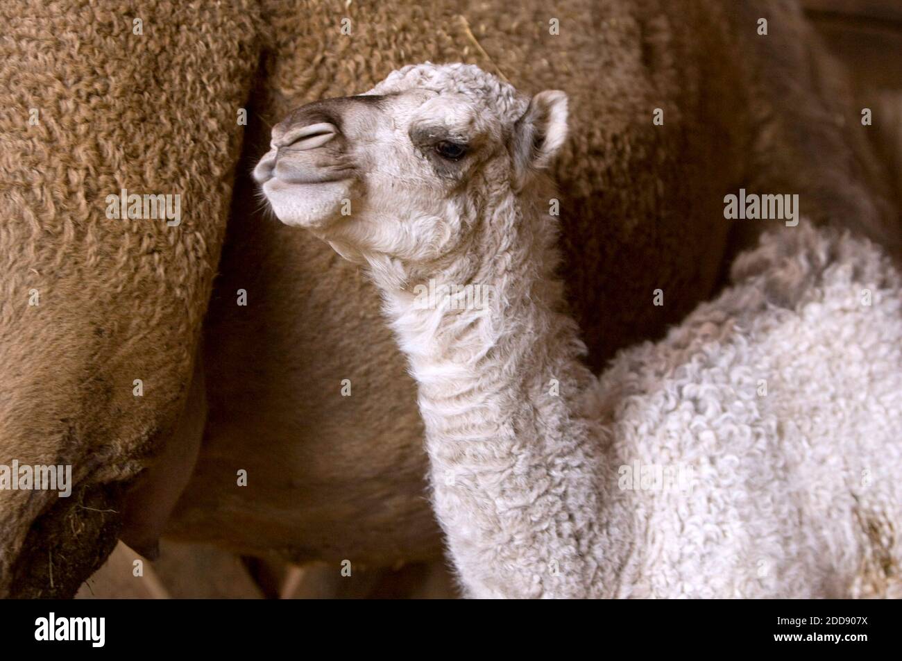 KEIN FILM, KEIN VIDEO, KEIN Fernsehen, KEINE DOKUMENTATION - Winter, ein 2 Wochen altes Dromedary-Kamel, Krankenschwestern von seiner Mutter Sage, in einer Scheune auf Ferncroft Farms in Franklin County, 17. März 2009, in Raleigh, North Carolina. Millie Hinkle aus Pittsboro, N.C., sagt, dass Kamelmilch ein Elixier sein könnte, das Krankheiten von Allergien über Autismus bis hin zu Diabetes heilt, obwohl die Wissenschaft hinter solchen Behauptungen dünn ist. Foto von Chris Seward/Raleigh News & Observer/MCT/ABACAPRESS.COM Stockfoto