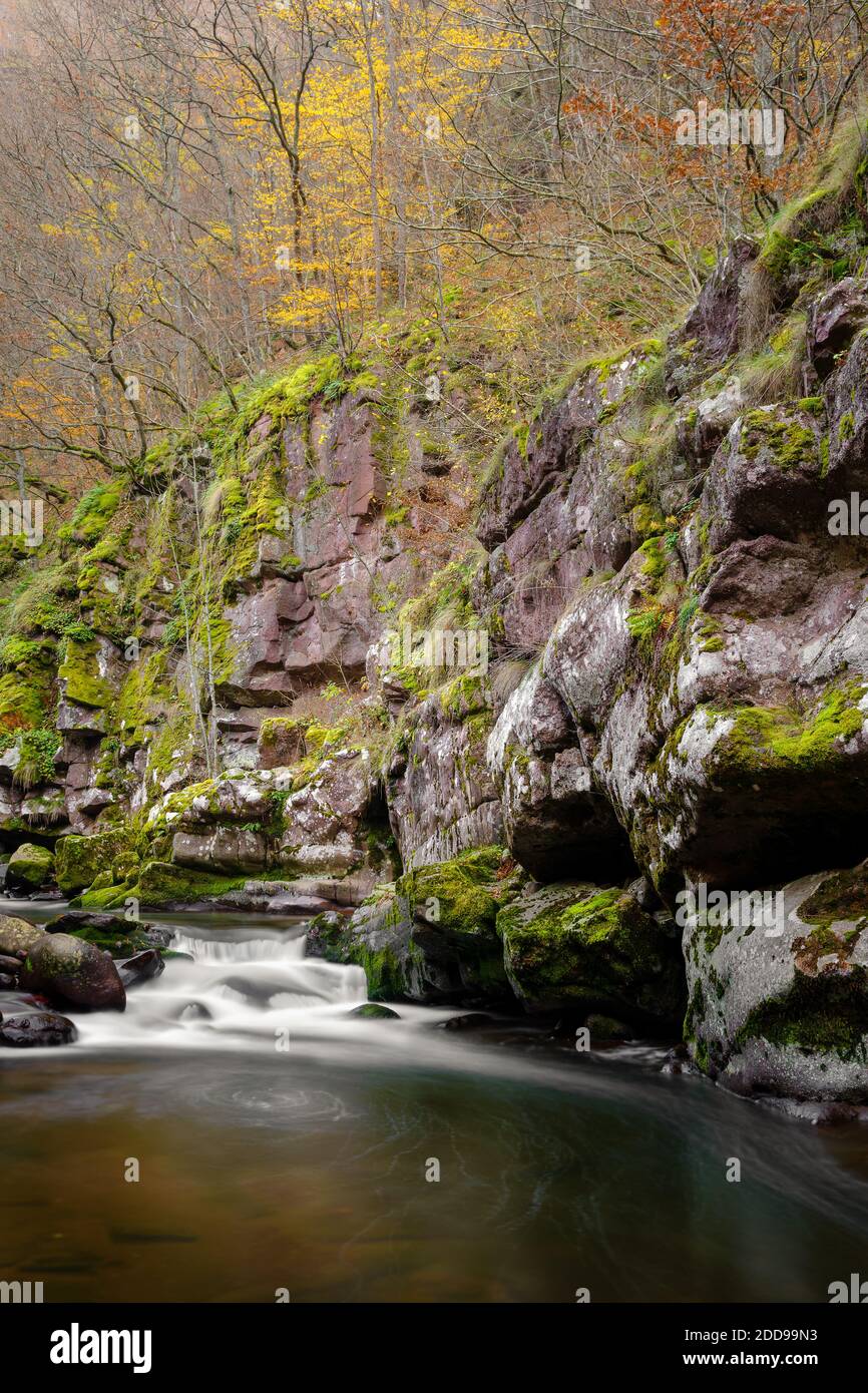 Kleine Kaskade auf einem Gebirgsfluss, der durch die enge, rote Felsenschlucht mit Felsen, die von grünem Moos bedeckt sind, und Klippen mit herbstlichen Bäumen fließt Stockfoto