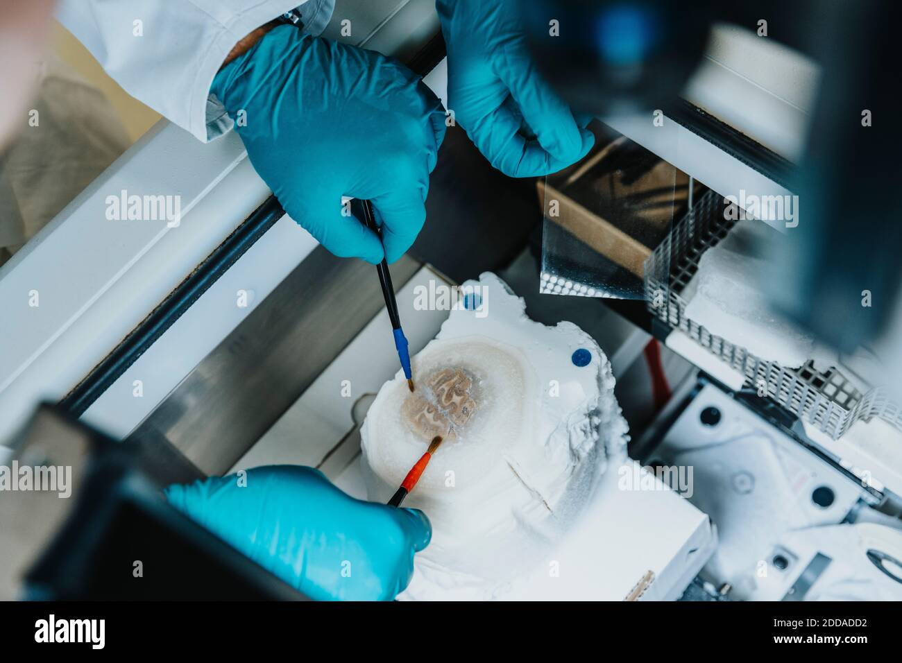 Wissenschaftler, die menschliche Gehirnscheibe vorbereiten, während sie beim Gefrierschrank stehen Labor Stockfoto