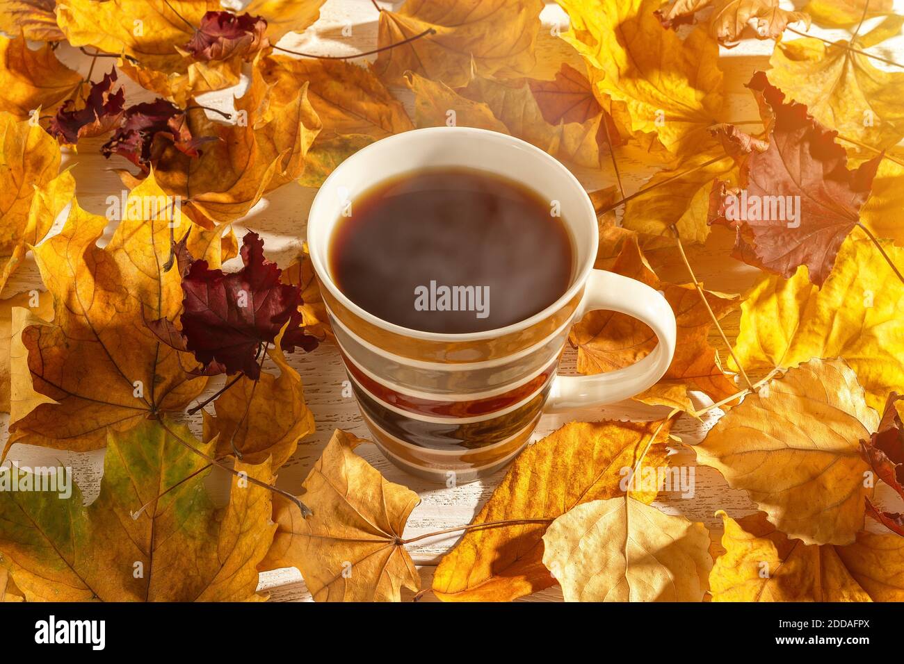 Große Tasse heißen, dampfenden Kaffees zwischen leuchtend gelben und roten Herbstblättern im Sonnenlicht. Tasse mit Heißgetränk für gemütliches Herbststimmung Konzept. Draufsicht Stockfoto