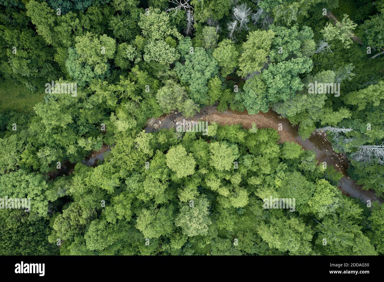 Luftaufnahme des Little Clear Creek, der durch üppiges Grün fließt Wald Stockfoto