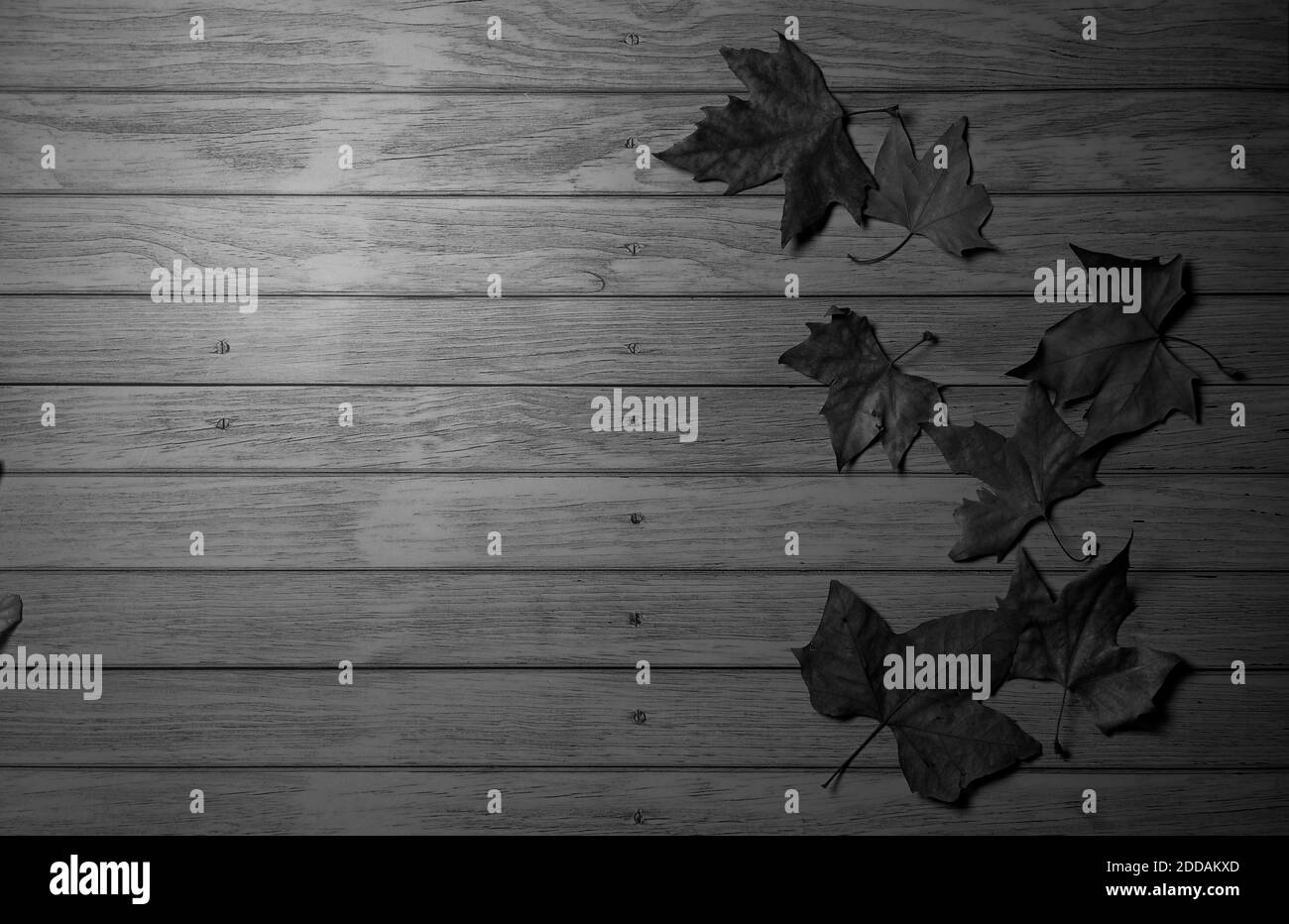Holzhintergrund mit herbstlichen Herbstblättern, Textur, Overhead-Ansicht, Leerraum, schwarz und weiß Stockfoto