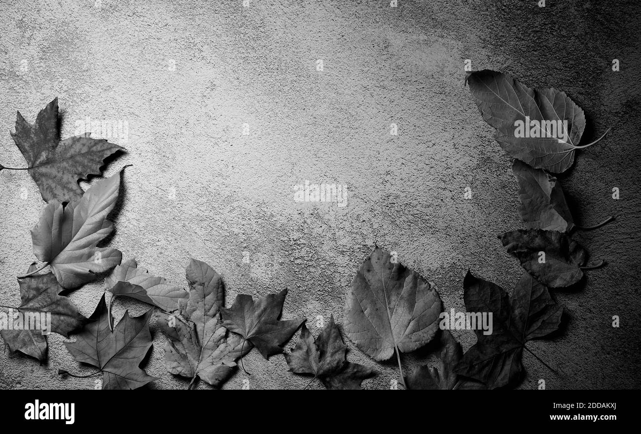 Steinhintergrund mit herbstlichen Herbstblättern, Textur, Overhead-Ansicht, blank, schwarz und weiß Stockfoto