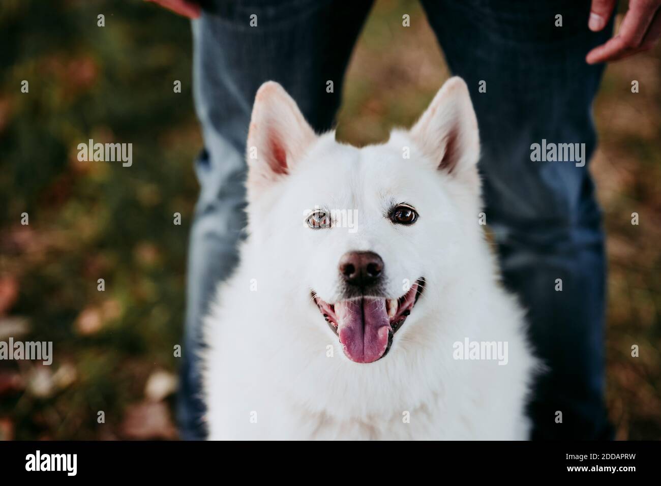 Hund sitzt mit Mann im Hintergrund am Wald stehen Stockfoto