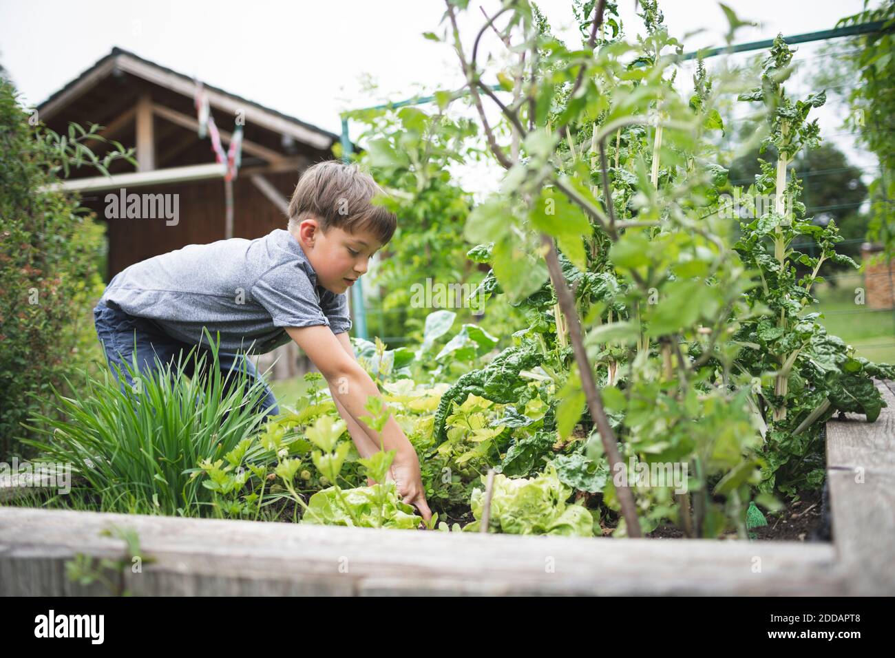 Junge Gartenarbeit Hochbett im Hinterhof Stockfoto