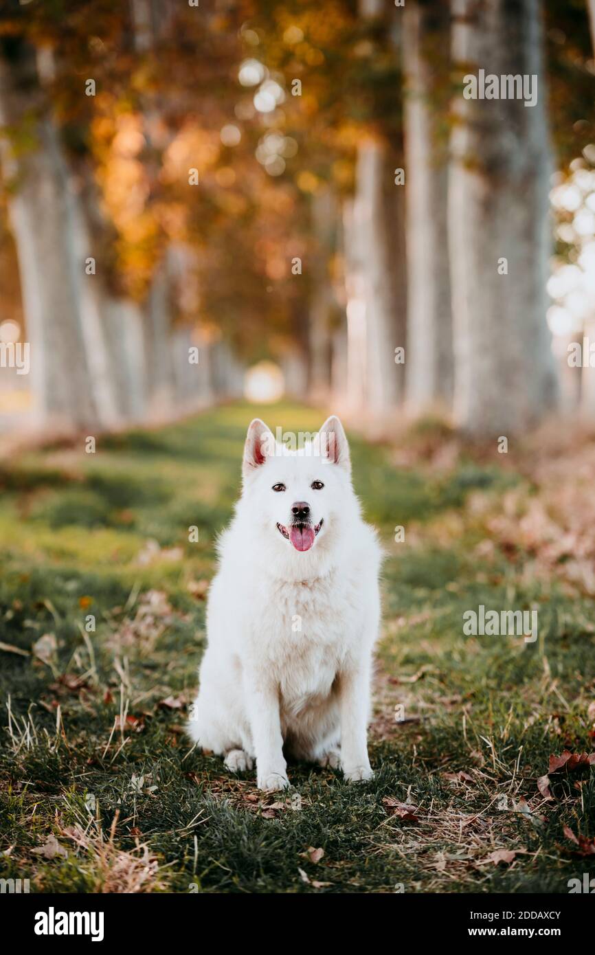 Weißer Hund sitzt auf einer mit Bäumen bedeckten Weise am Wald Stockfoto
