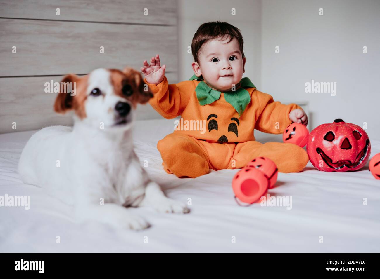 Baby Junge trägt halloween Kostüm sitzt mit Hund auf dem Bett Zu Hause Stockfoto