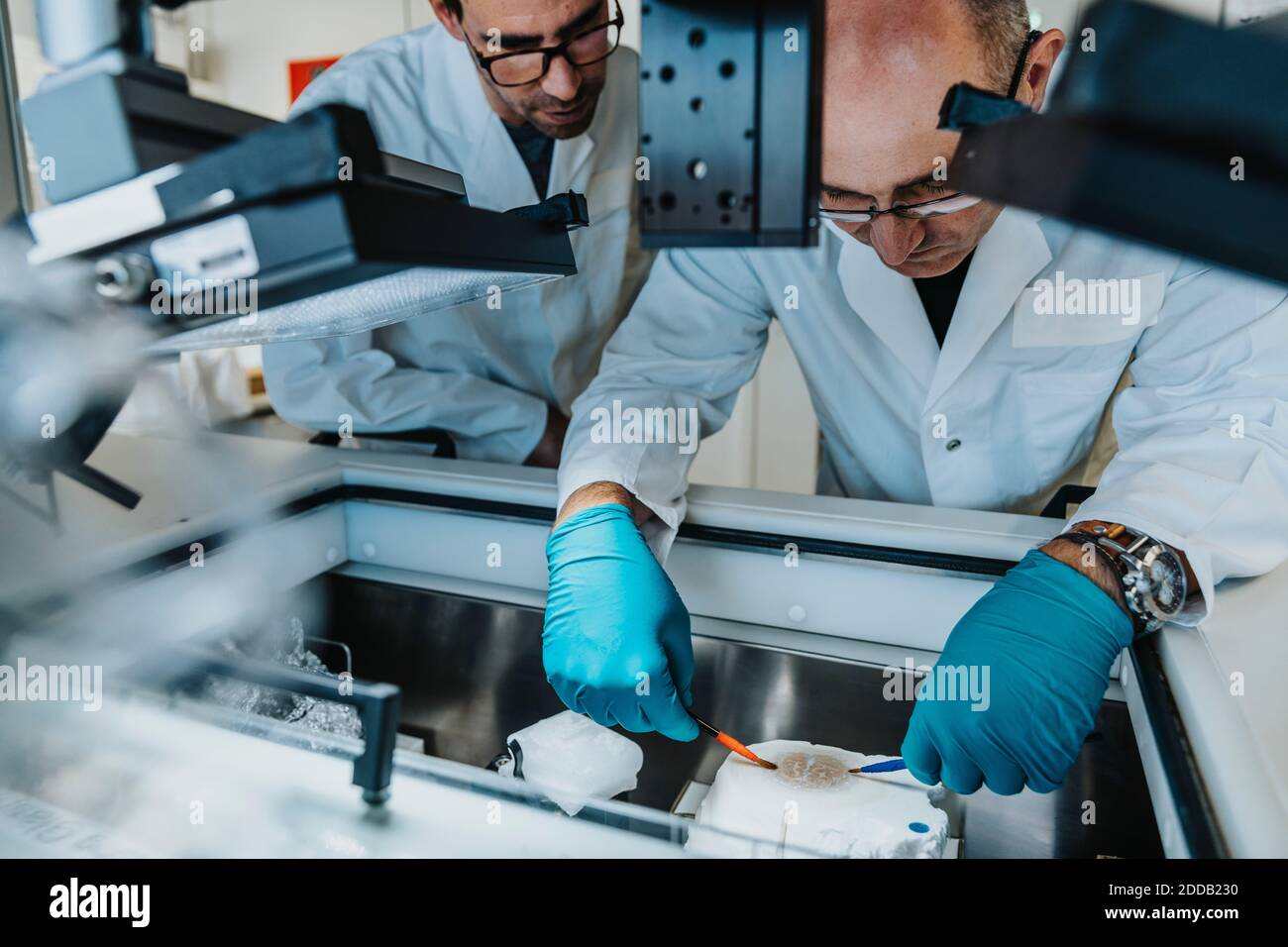 Wissenschaftler, die menschliche Gehirnscheibe vorbereiten, während sie beim Gefrierschrank stehen Labor Stockfoto