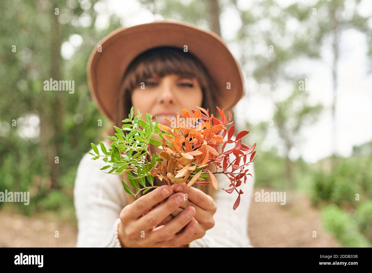 Frau hält Pistacia Lentiscus Blätter im Wald Stockfoto