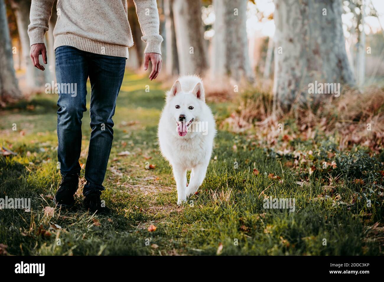 Hund beim Wandern mit Mann im Wald Stockfoto