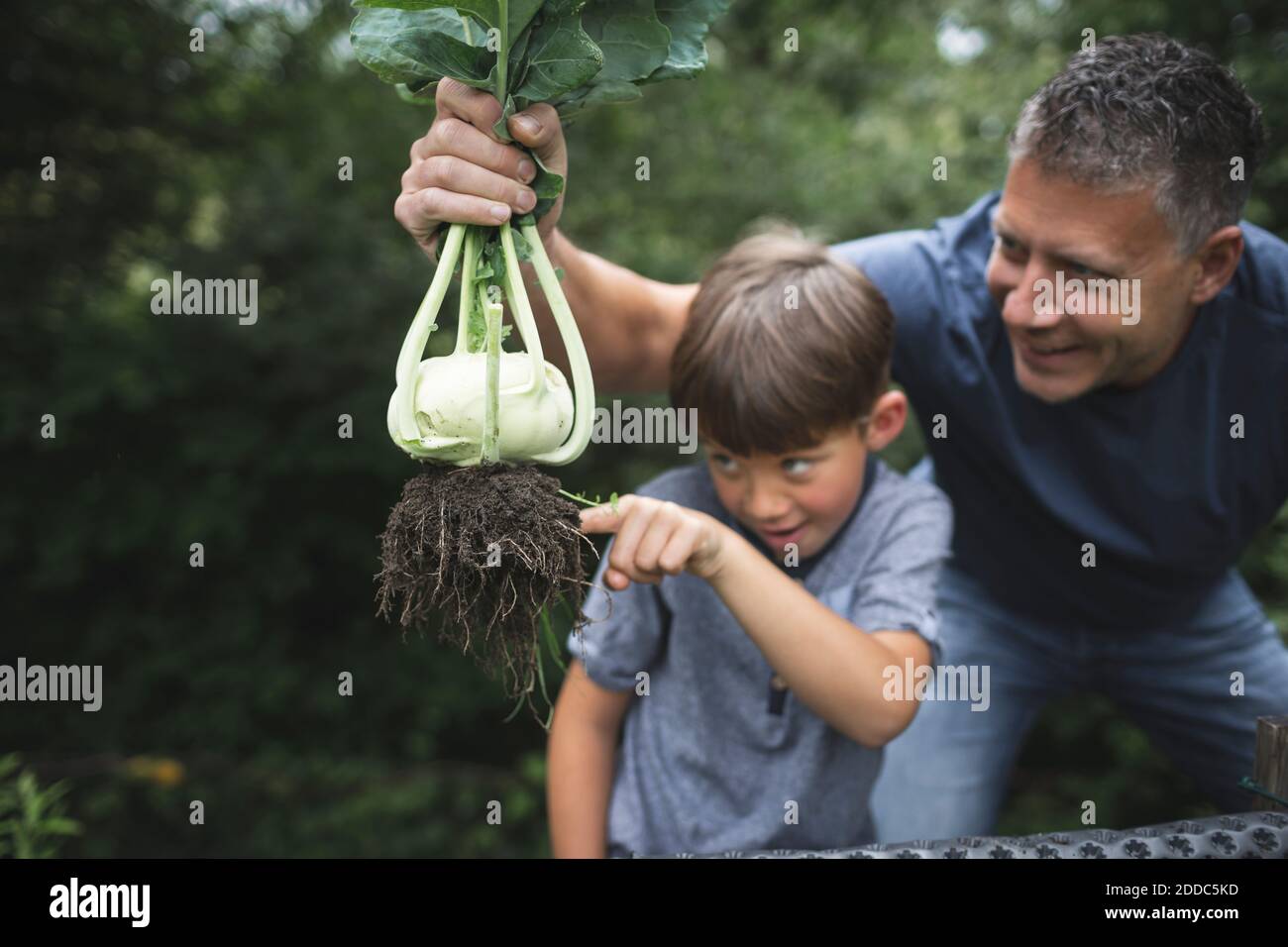 Mann hält Kohlrabi, während spielerischer Junge auf Wurzel zeigt Garten Stockfoto