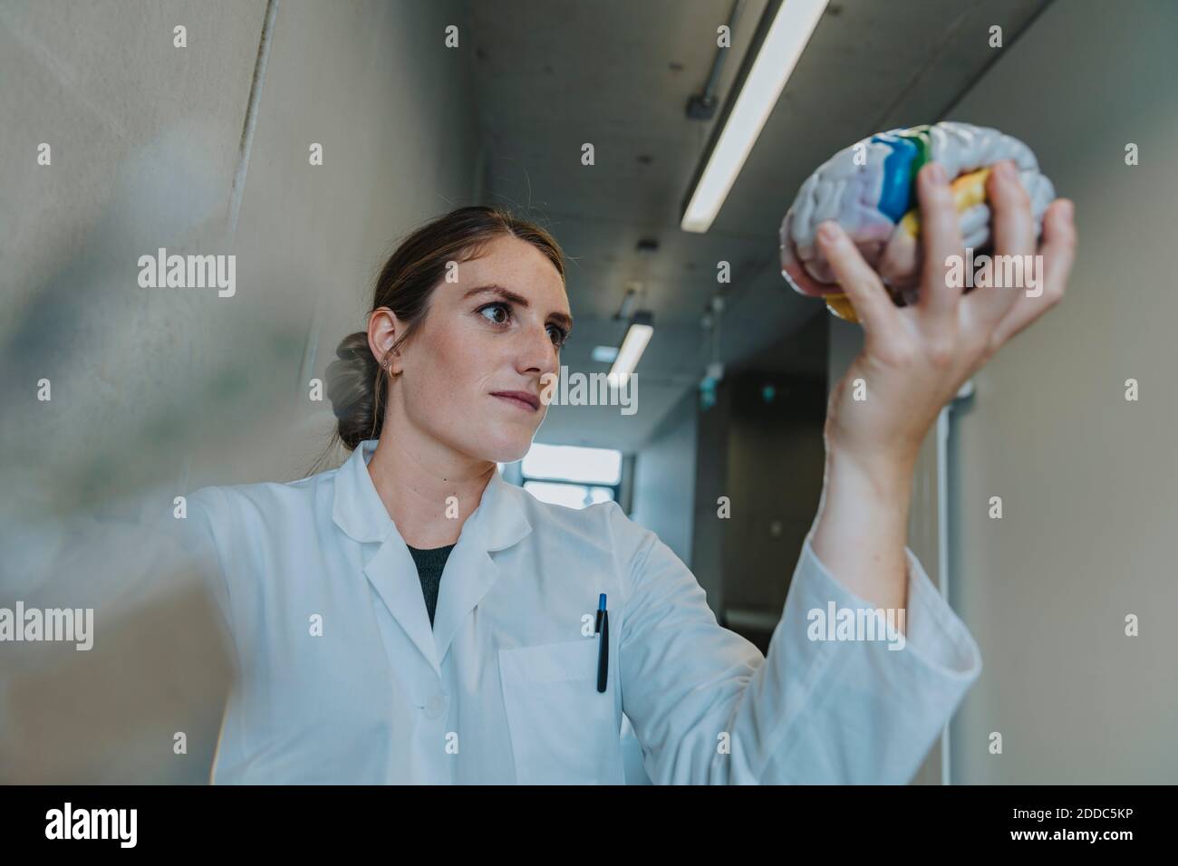 Wissenschaftler hält mehrfarbige künstliche Gehirn, während in der Klinik stehen Korridor Stockfoto