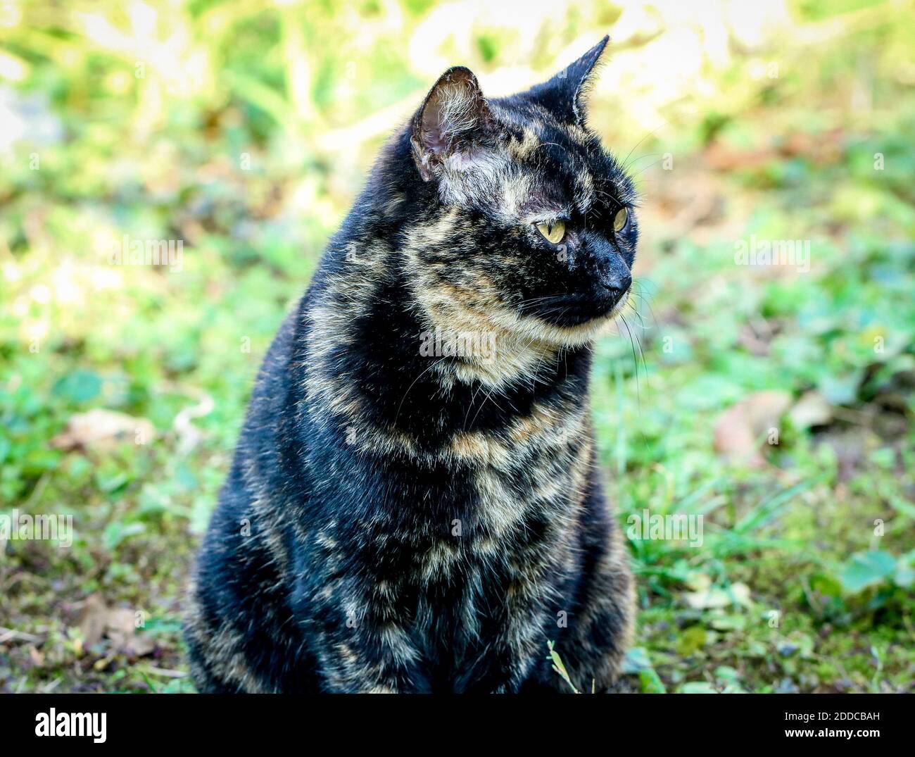 Schildkrötenkatze im Garten Stockfoto